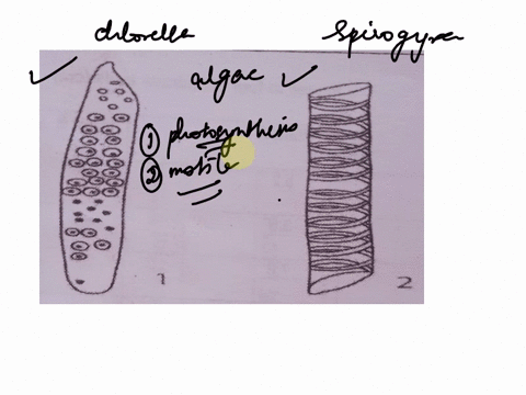 life-sciences-grade-10-formal-task-3-5-assignment-24-may-2023-13-study-the-diagrams-below-and-answer-the-questions-that-follow-1-2-131-identify-the-cells-labelled-1-and-2-respectively-5-132-state-two-