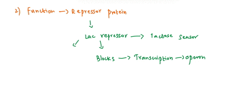 7-the-lac-operon-is-a-group-of-genes-that-work-in-conjuction-with-one-another-to-control-the-metabolism-of-lactose-in-bacteria-a-draw-the-components-of-the-lac-operon-in-bacteria-and-label-a-96427