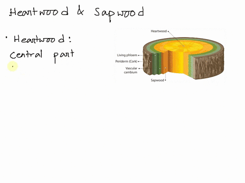 heartwood-and-sapwood-consist-of-a-bark-b-periderm-c-secondary-xylem-d-secondary-phloem-3-23453