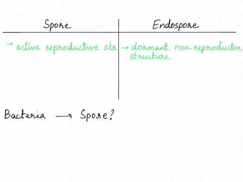 what-is-difference-between-spore-and-endospore-does-bacteria-produce-spore-61756