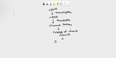 have-rerently-caned-lcnc-based-an-dna-and-fn-acid-sequence-comparisons-appears-potassium-channel-you-would-like-chracterize-this-channel-using-tne-patch-clamp-technique-starting-with-the-cha-87367