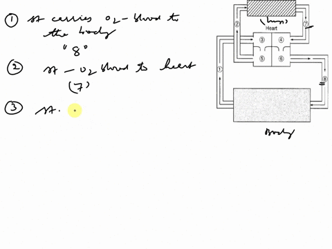this-is-all-the-info-i-have-refer-to-the-diagram-below-to-answer-the-following-guestion-the-diagram-represents-the-pathway-of-blood-throughout-the-body-match-a-number-on-the-diagram1-8with-o-92161
