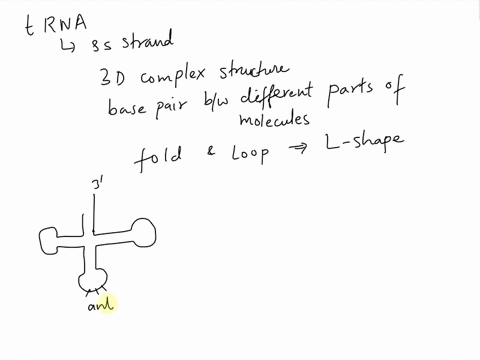 Trna Single Stranded amino acyl trna synthetase adds correct amino acids to the ...