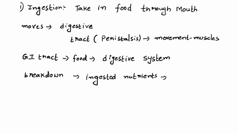 what-are-the-four-functions-of-the-digestive-system-36464
