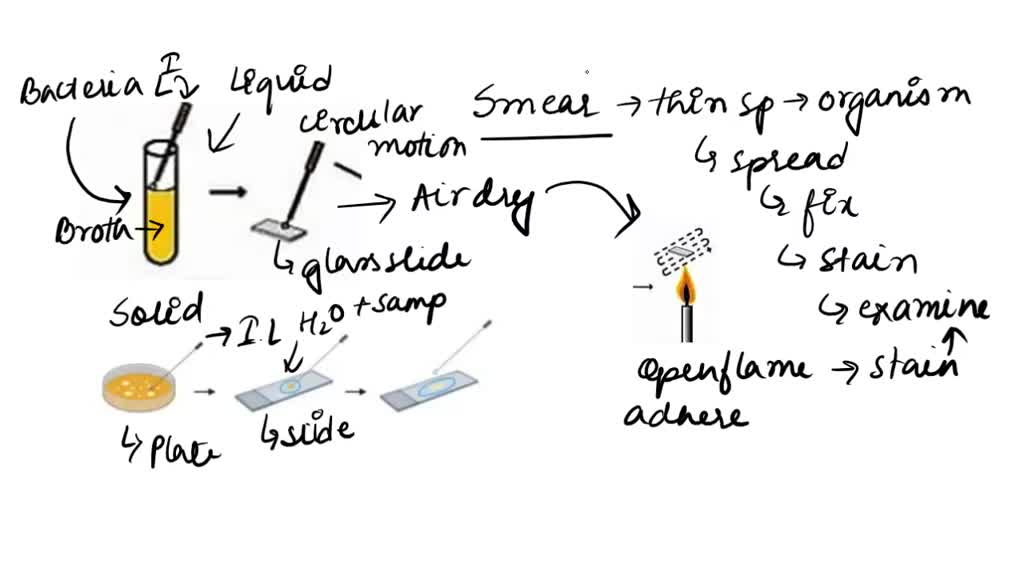 SOLVED 8. Describe how to make smear from liquid media Describe how t0
