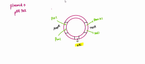 plasmid-cloning-vectors-contain-all-of-the-following-except-a-a-multiple-cloning-site-b-a-gene-encoding-antibiotic-resistance-c-an-origin-of-replication-d-a-centromere-please-state-the-corre-33673