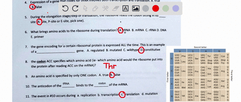 what-enzyme-makes-mrna-does-this-enzyme-read-the-base-sequence-of-the-gene-in-translation-the-reads-the-base-sequence-of-to-make-expression-of-a-gene-that-codes-for-trna-involves-both-transc-42312