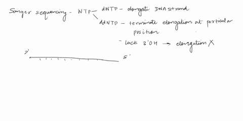 1-what-would-be-the-result-observed-in-a-sanger-sequencing-experiment-if-ddgtp-ddctp-and-ddttp-dideoxynucleotides-were-included-in-small-amounts-but-ddatp-was-entirely-omitted-a-one-would-no-72842
