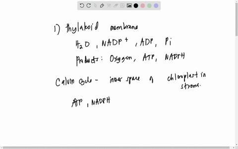 photosynthesis-where-in-the-chloroplast-do-the-light-reactions-occur-where-in-the-chloroplast-does-the-calvin-cycle-occur-what-are-the-reactants-and-products-of-each-what-happens-to-electron-60175