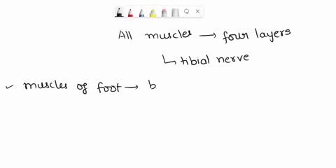 tf-all-muscles-on-the-sole-of-the-foot-found-in-all-four-layers-are-innervated-by-the-tibial-nerve-a-true-b-false-please-explain-your-answer-09837