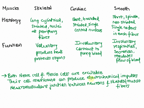 describe-the-structure-gross-and-histological-and-function-of-the-three-types-of-muscle-tissue-identify-structural-similarities-between-skeletal-muscle-and-nervous-tissue-focusing-on-promine-40311