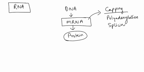 what-happens-to-rna-when-it-is-transcribed-why-doesnt-this-happen-to-dna-when-it-is-replicated-what-is-the-most-common-form-of-rna-in-a-cell-which-rna-polymerase-is-responsible-for-the-forma-51027