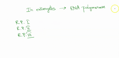 eukaryotes-rna-polymerase-is-primarily-responsible-for-transcription-of-protein-coding-genes-trna-snrna-and-rrna-genes-all-of-the-above-35484