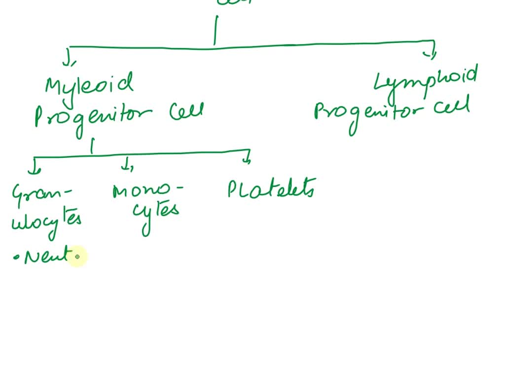 SOLVED: . Describe the synthesis and maturation of white blood cells in ...