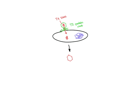 a-bacterium-is-infected-with-an-experimentally-constructed-bacteriophage-compared-of-the-t2-phage-protein-coat-and-t4-phage-dna-the-new-phages-produced-would-have-t4-proteins-and-t4-dna-but-42897