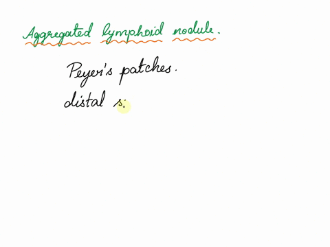 which-of-the-following-is-common-in-the-distal-small-intestine-multiple-choice-aggregated-lymphoid-nodule-malt-lymphatic-nodules-macrophages-diffuse-lymphatic-tissue-prex-7-of-50-45501