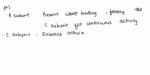 mutations-in-pka-explain-how-mutations-in-the-r-or-c-subunit-of-camp-dependent-protein-kinase-pka-mi-26029