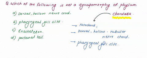 which-of-the-following-is-not-a-synapomorphy-of-the-phylum-chordata-0-dorsal-hollow-nerve-cord-pharyngeal-gill-slits-exoskeleton-postanal-taill-71931