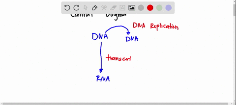 which-of-the-following-correctly-describes-process-in-the-central-dogma-of-molecular-biology-translation-converts-a-dna-sequence-into-an-rna-sequence-translation-converts-an-rna-sequence-int-65285