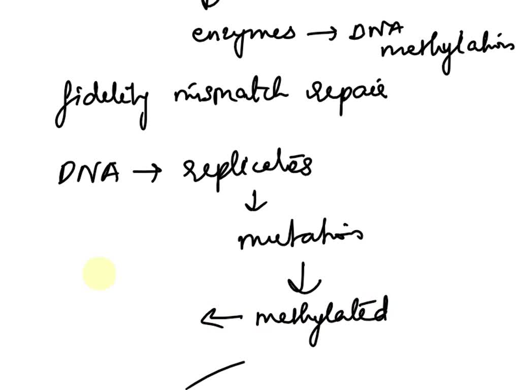 SOLVED: A mutant bacteria has been found which lacks all DNA ...