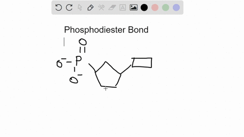 the-nucleotides-in-dna-and-rna-have-three-components-a-sugar-group-a-nitrogenous-base-and-a-phosphate-group-adjacent-nucleotides-in-a-nucleic-acid-are-joined-by-phosphodiester-bond-this-bond-95408