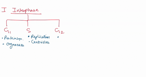 name-the-phases-of-the-cell-_-cycle-elluswated-introd-the-study-individua-iac-cause-mz-level-su-unzt-accl-quently-cle-cone-vons-and-tnc-epithe-tissuc-these-viduz-prese-eric-wise-name-the-pha-61409
