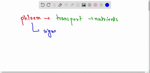 what-is-the-function-of-phloem-which-cell-is-responsible-for-this-function-72765