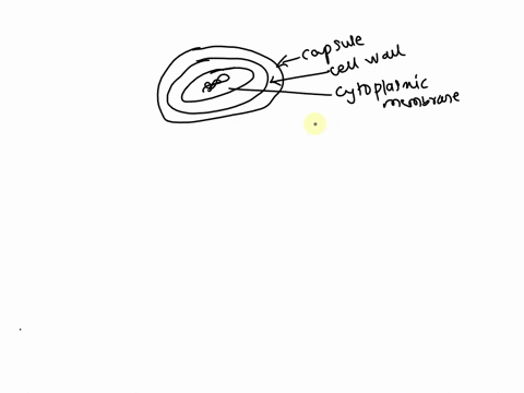 which-is-not-a-component-of-most-prokaryotic-cytoplasmic-membranes-a-peptidoglycan-and-sterols-b-phospholipids-c-proteins-d-peptidoglycan-62994