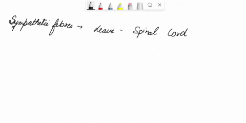 which-of-the-following-describes-mixed-nerves-such-as-spinal-nerves-where-do-sympathetic-fibers-leave-the-spinal-cord-brain-stem-thoracolumbar-region-craniosacral-regions-sacral-region-only-31204
