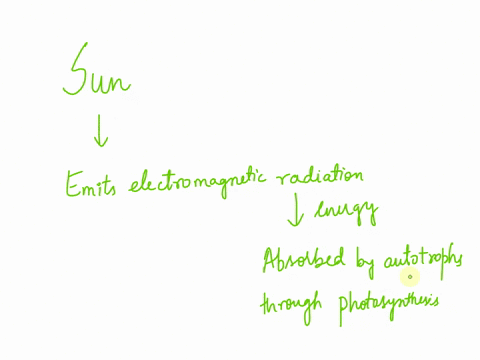 identify-the-initial-source-of-energy-for-all-life-on-earth-42967