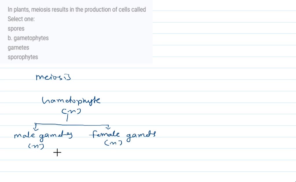 SOLVED In plants, meiosis results in the production of cells called