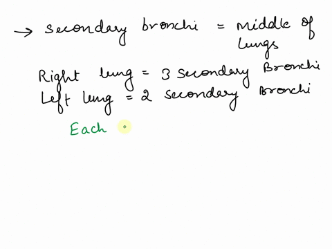 there-is-one-secondary-bronchus-for-eacha-lungb-segment-in-the-lung-c-lobe-of-the-lungthere-is-one-teriary-bronchus-for-eacha-lungb-segment-in-the-lung-c-lobe-of-the-lung-88926