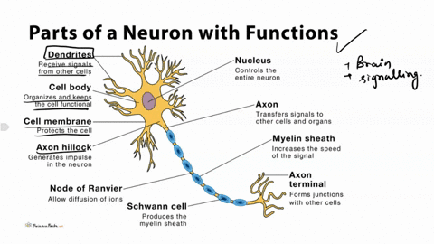 which-structures-on-the-neuron-in-model-1-would-receive-a-signal-from-either-a-sensory-cell-taste-bud-touch-receptor-retinal-cell-or-from-another-neuron-22102