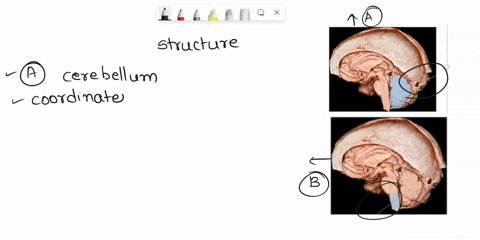 pal-cadaver-nervous-system-cns-lab-practical-question-t-part-a-05187