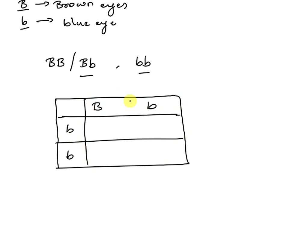 Solved 1 In Humans Brown Eyes B Are Dominant Over Blue B A Brown Eyed Man Marries A Blue 4144