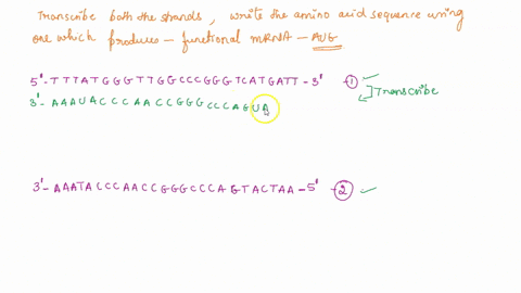 consider-the-following-sequence-of-double-stranded-dna-both-strands-shown-5-tttatgggttggcccgggtcatgatt-3-3-aaatacccaaccgggcccagtactaa-5-transcribe-each-of-these-sequences-into-mrna-which-dna-90996