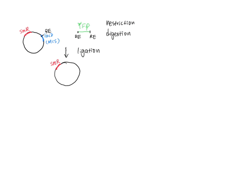 your-goal-is-to-clone-the-yfp-gene-using-one-or-more-restriction-enzymes-into-a-plasmid-that-contains-a-lacz-gene-with-an-internal-multiple-cloning-site-as-shown-below-the-smr-gene-confers-r-04652