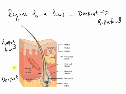 what-are-the-regions-of-a-hair-from-deepest-to-superficial-ovelluspilusand-lanugo-o-rootstemand-trunk-obulbrootand-shaft-omedullacortexand-cuticle-orootbulband-shaft-w-76811