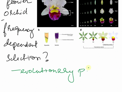 in-the-elderflower-orchid-we-saw-that-frequencydependent-selection-tends-to-maintain-the-presence-of-56205