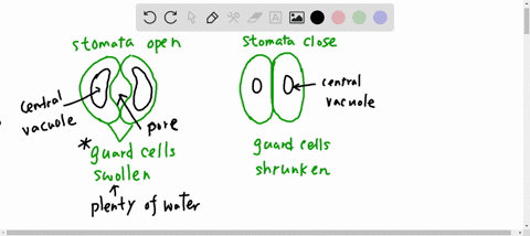 a-plant-can-open-or-close-its-stomata-in-response-to-environmental-conditions-which-best-explains-how-the-ability-to-open-and-close-stomata-benefits-a-plant-a-during-a-rainstorm-stomata-can-81788