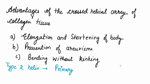 advantages-of-the-crossed-helical-array-of-collagen-in-connective-tissue-include-a-elongation-and-shortening-of-the-body-bprevention-of-aneurisms-c-bending-without-kinking-82225
