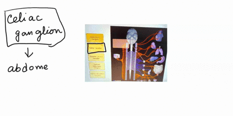saved-hich-sympathetic-ganglion-is-demonstrated-in-the-figure-aorticorenal-ganglion-celiac-ganglion-supenor-cervical-ganglion-superior-mesenteric-gangiion-infenormesentenc-ganglion-cepirv-40-46764