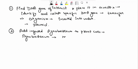 place-the-steps-in-creating-a-transgenic-crop-in-the-order-in-which-they-occur-in-the-process_-add-the-infected-agrobacterium-to-small-bits-of-plant-cells-so-that-they-can-insert-their-dna-t-34868