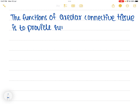 areolar-connective-tissue-function