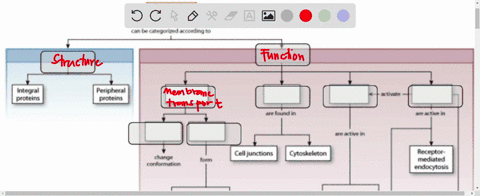 part-a-drag-the-labels-onto-the-flowchart-reset-open-channels-membrane-proteins-channel-proteins-cn-b-leqollred-accoldmiqt0-structural-proteins-membrane-transporters-neecmatl-dloteins-perphe-16866
