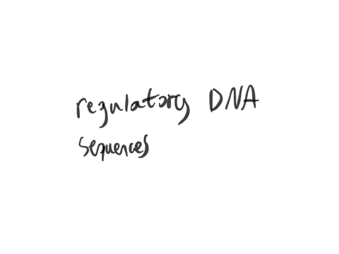 briefly-describe-the-role-of-promoter-and-enhancer-in-rna-transcription