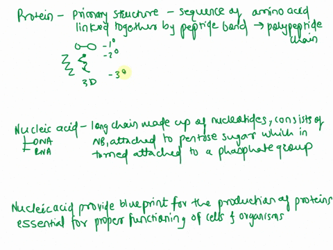 describe-the-structures-of-proteins-and-nucleic-acids-and-discuss-the-functional-relationship-between-these-two-types-of-organic-compounds-40788