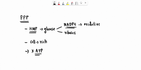 which-of-the-following-is-correct-regarding-the-pentose-phosphate-pathway-ppp-a-the-ppp-generates-atp-b-nadh-is-generated-by-the-oxidation-of-glucose-6-phosphate-c-the-ppp-functions-when-glu-23967