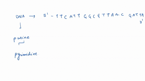 if-one-strand-of-dna-is-5-ttcattggcgttaacgatta-3-then-the-complementary-dna-strand-would-start-select-one-a-5-aagtaa_3-5taatcg-3-c5-uaaucg-d5-attagc__3-e5-uucauu_3-12475