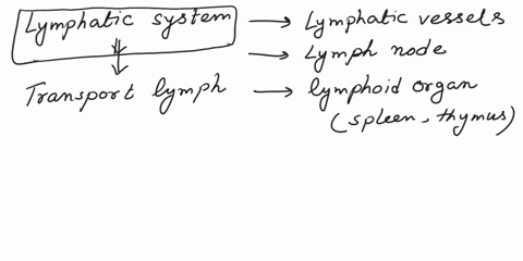 in-your-own-words-explain-what-the-lymphatic-system-does-in-your-answer-include-lymphatic-capillaries-vessels-ducts-lymphocytes-nodes-and-other-iymphatic-tissues_-tell-the-whole-story-option-01337